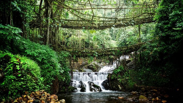 Root Bridge