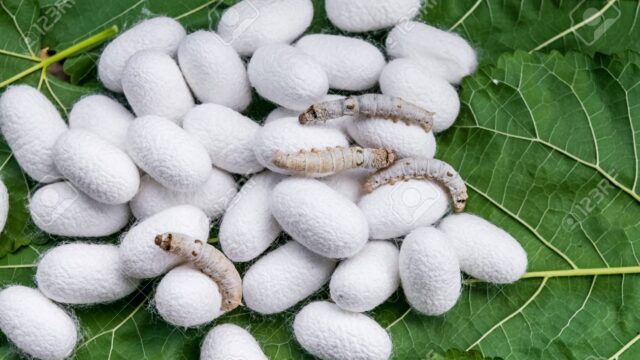 white silk cocoon